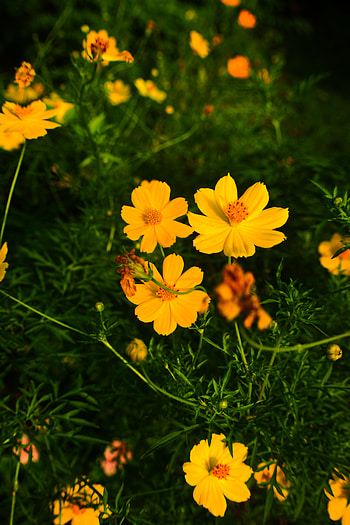 Flower, graphy, nature HD phone wallpaper