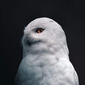 Hedwig, Nature, Beauty HD phone wallpaper