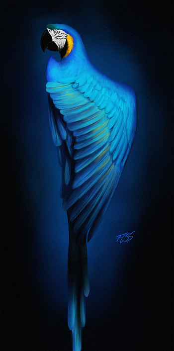 Art, Parrots, Bird, Macaw HD phone wallpaper