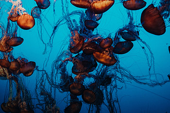 Animals, Water, Jellyfish, Swimming, Underwater World, Tentacles HD wallpaper