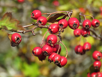 Espinosa y tejocotes, Crataegus genus, Natusfera, Nature HD wallpaper