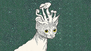 Preview trippy stoner, cat, mushrooms, art HD wallpaper