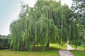 Willow Tree, Salix chrysochoma, Nature's wonder, Caragh nurseries HD wallpaper