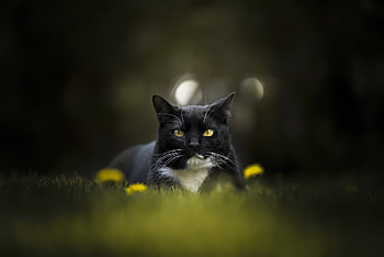 Cat, confident, meadow, portrait HD wallpaper
