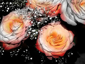Pretty Roses, plants, awesome, colors, nice, couple, blossom, white, quartet, pretty, nature, colorful, natural, double, affair, black, graphy, tea, colours, gift, disposition, beauty, amazing, , lovingly, roses, beautiful, reconcilement, romance, arrangement, orange, pink, gray, red, hop, love, cool, flowers HD wallpaper