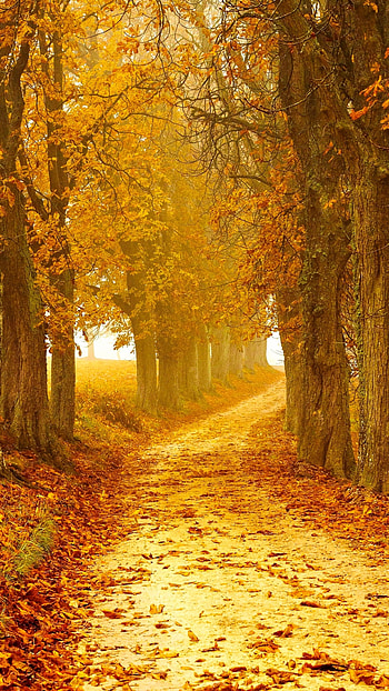 man made, path HD phone wallpaper