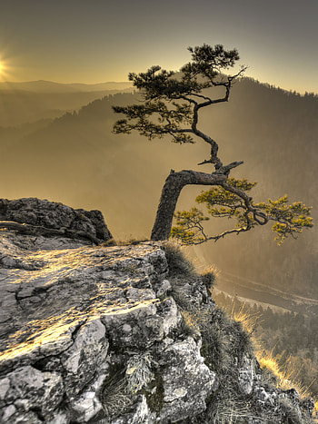 Nature, Sun, Rock, Wood, Tree, Break, Precipice HD phone wallpaper