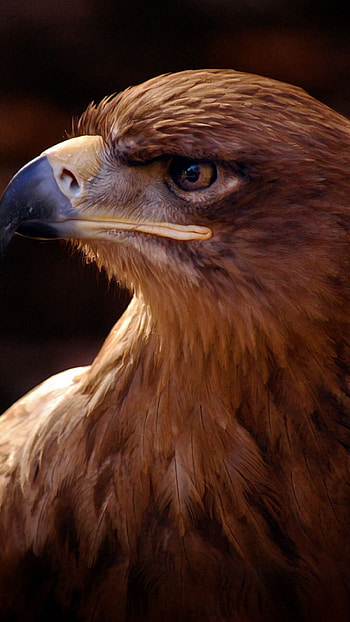 Stunning Golden Eagle, Regal Beauty, Graceful Flight, Avian Wonder HD phone wallpaper