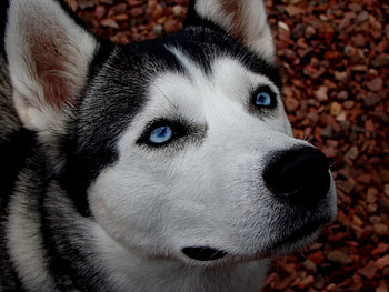 THIS IS FOR LEEKITA, pretty dogs, huskies, blue eyes, wolves, dogs, eyes, puppies, huskies close up, pebbles, nature HD wallpaper