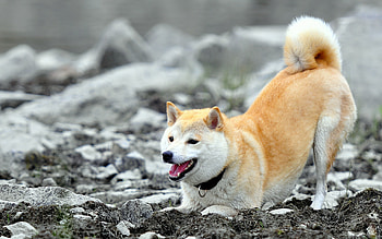akita dog, animals HD wallpaper