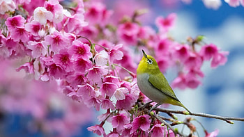 Spring Blossoms, branches, petals, cherry, tree HD wallpaper