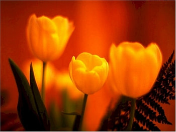 Tulips for my friends in DN, tulip, flower, love, nature, friendship HD wallpaper