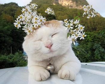 Cute Cat, animal, cute, cat, flowers HD wallpaper