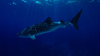 Whale shark, Sea Animals HD wallpaper