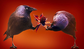 It's Mine !, funny, fight, birds, play HD wallpaper