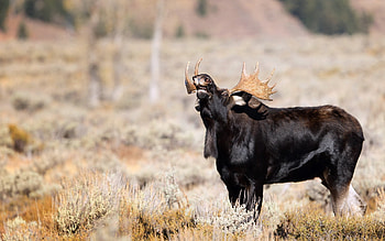 Wonderful , Captivating moose , Stunning nature shots, inspiration HD wallpaper