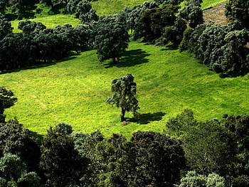 deep green , deep, fields, green HD wallpaper