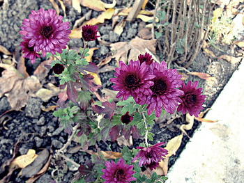 Flowers, pink, leaves, nature HD wallpaper