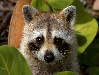 RACCOON, animal, cute, wild HD wallpaper