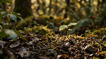 Seedling Serenity — HD wallpaper