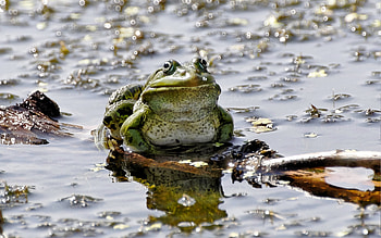Animals, Frogs HD wallpaper