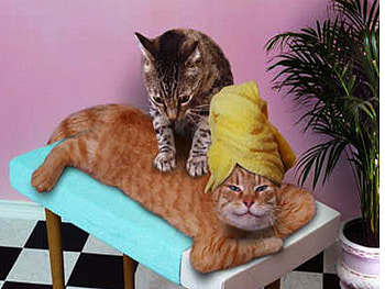 A LITTLE LOWER PLEASE, cat, adorable, rubdown, getting HD wallpaper