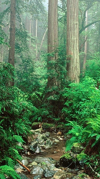 Enchanting jungle vistas, Wildlife in abundance, Verdant lushness, Nature's sanctuary HD phone wallpaper
