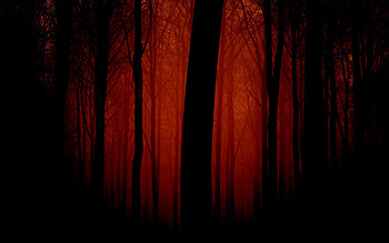 Trees, Dark, Shine, Light, Fog, Outlines, Evening HD wallpaper