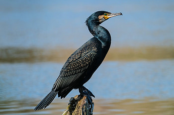 Cormorant wildlife graphy, Birds in motion, Stunning captures, Natural beauty HD wallpaper