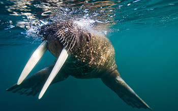 Underwater, Walrus HD wallpaper