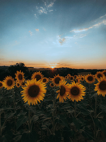 Nature, Flowers, Sunset, Sunflowers, Field HD phone wallpaper