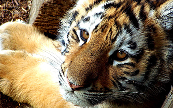 HAVE A CLOSER LOOK!, the tiger, color, cats, eyes, head, predator, close up, stripes, whiskers, siberian tiger, face HD wallpaper