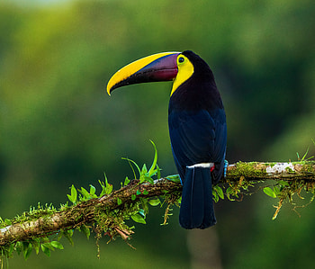 Animals, Bird, Beak, Branch, Color, Toucan, Exotic HD wallpaper