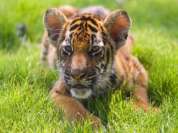 Baby Tiger, baby, tiger, wildlife, animals HD wallpaper