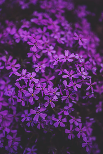 Purple Flowers, magenta, petal, best, garden, home screen, colourful, colors, nice HD phone wallpaper