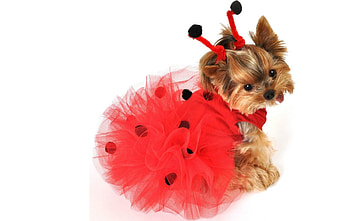 Ladybug, dog, animal, tutu, halloween, puppy, costume, black dot, red HD wallpaper