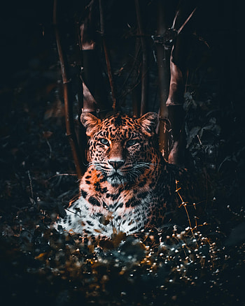 Animals, Grass, Leopard, Predator, Big Cat, Sight, Opinion HD phone wallpaper