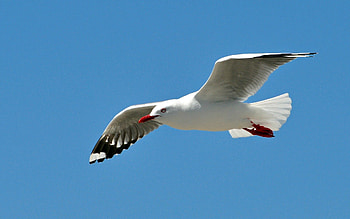 Animals, Sky, Bird, Flight, Gull, Seagull, Wave, Sweep HD wallpaper
