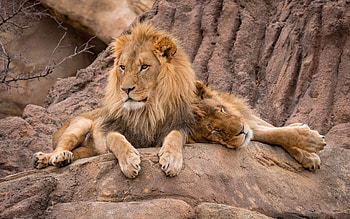 Lion Couple, couple, cats, big wild, lions HD wallpaper