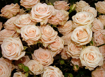 Flowers, Roses, Buds, Lot, Tea, Tea Rooms HD wallpaper