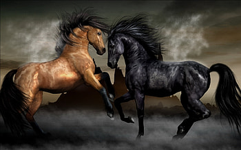 Animals, Horses HD wallpaper