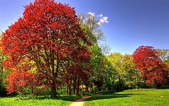 Landscape, Nature, Trees HD wallpaper