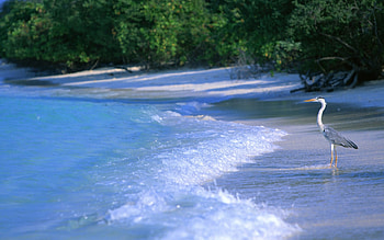 Beach Life , series, beach HD wallpaper