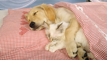 Animals, Cats, Dogs HD wallpaper
