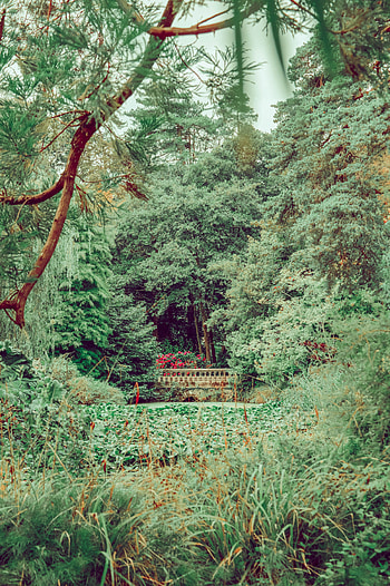 Nature, Trees, Grass, Bush, Greens, Bridge HD phone wallpaper