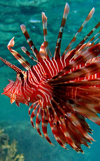 fish , High quality , and mobile, Oceanic beauty HD phone wallpaper