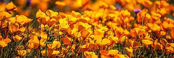 Yellow poppy farm, blossom, nature HD wallpaper