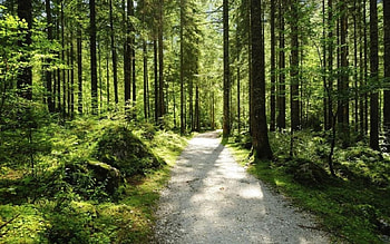 Paths VI., scene, path, landscape, , spring, way, summer, road, nature, forest HD wallpaper