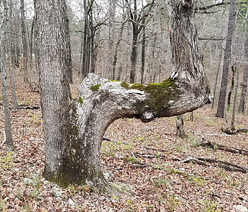 Trail marker tree, Hiking, grphy, Outdoors, Nature HD wallpaper