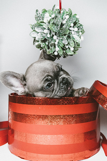 Animals, Box, Puppy, Gift, Present HD phone wallpaper